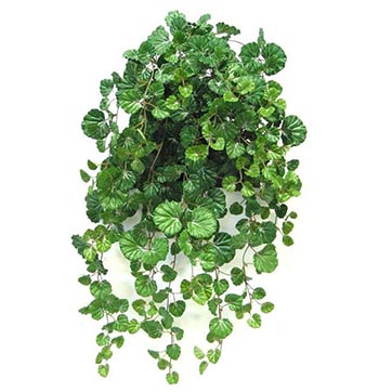 28 inch Mini Strawberry Geranium Bush