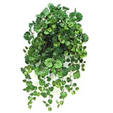 28 inch Mini Strawberry Geranium Bush