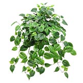 Greenery Bushes