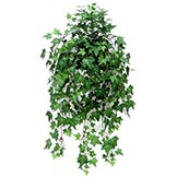 English Ivy