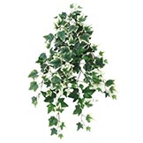 25 inch Curly English Ivy Bush