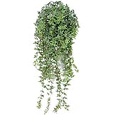 50 inch Mini English Ivy Bush