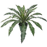 25 inch Birds Nest Fern Bush