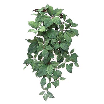 35 inch Virginia Creeper Bush