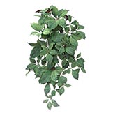 35 inch Virginia Creeper Bush