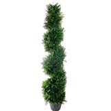 4 foot Cedar Spiral Topiary: Potted