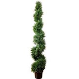 6 foot Cedar Spiral Topiary: Potted