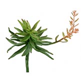 10 inch Echeveria Succulent with Flower