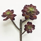 13 inch Hen and Chick Succulent