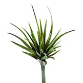 10.5 inch Star Succulent
