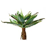 9.5 inch Broad Aloe Plant