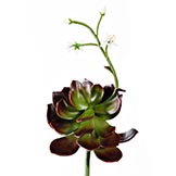 11 inch Flowering Echevera