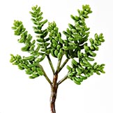 8 inch Pagoda Succulent