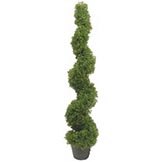 4 foot Boxwood Spiral Topiary: Potted