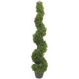 5 foot Boxwood Spiral Topiary: Potted