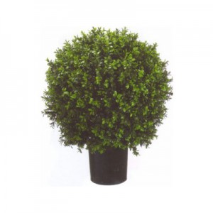 Product Highlight:  Potted Boxwood Ball Topiary