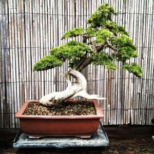 A Little Blurb About Bonsai