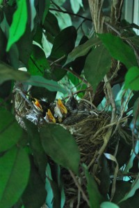 Birds Find New Home in Artificial Ficus Tree