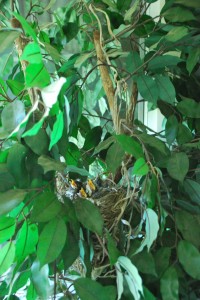 Birds Find New Home in Artificial Ficus Tree