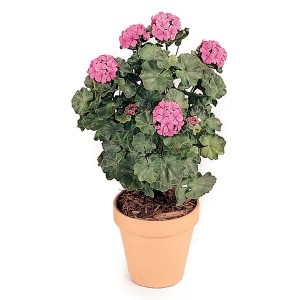 Product Highlight: Artificial Outdoor Geraniums