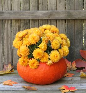 Mums planted in a gourd against a weathered fence