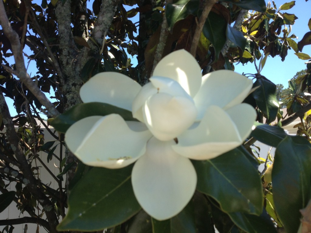 Magnolia Flower