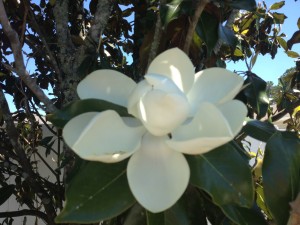 The Beauty of Magnolia Flowers