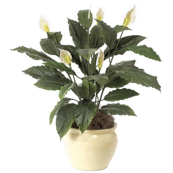 34 inch Spathiphyllum Bush