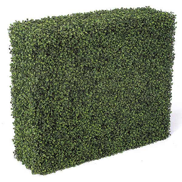 Boxwood Hedge