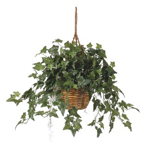 English Ivy in Hanging Basket
