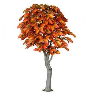 Fall Coffee Tree