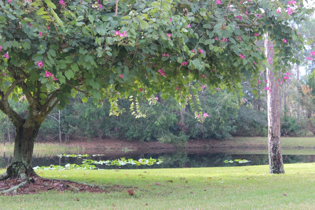 Framing a View with Trees