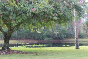 Framing Your View with Plants and Trees