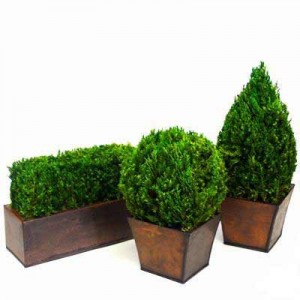 Decorate Your Mantle With Preserved Topiaries