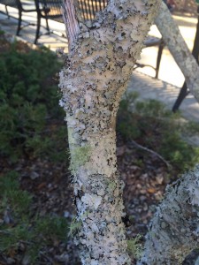 Backyard Science: Lesson on Types of Lichen