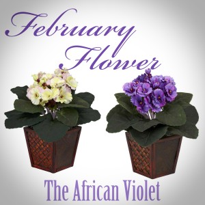 The February Flower: African Violet