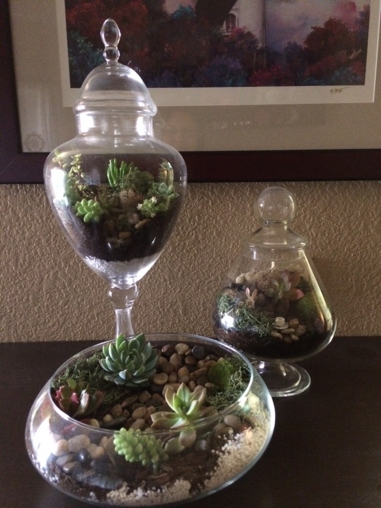 DIY Terrariums