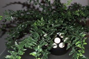 DIY: Artificial Fern in a Ceramic Pot