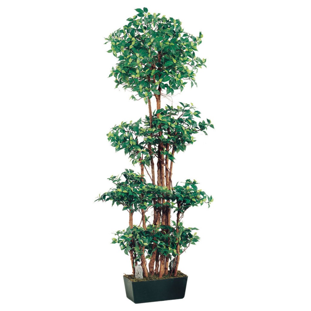 6 Foot Ficus