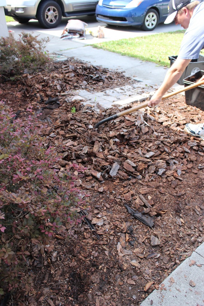 Shoveling Away Old Tanbark