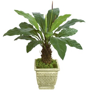 5 Common Poisonous Houseplants