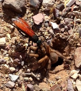 The Tarantula Hawk