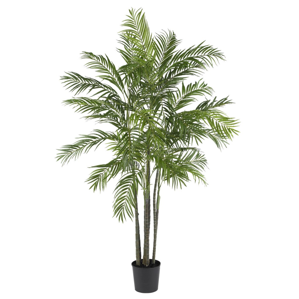 6 Foot Areca Palm