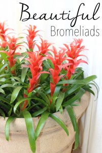 Displaying Artificial Bromeliads Beautifully