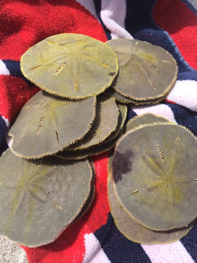 Sand Dollars