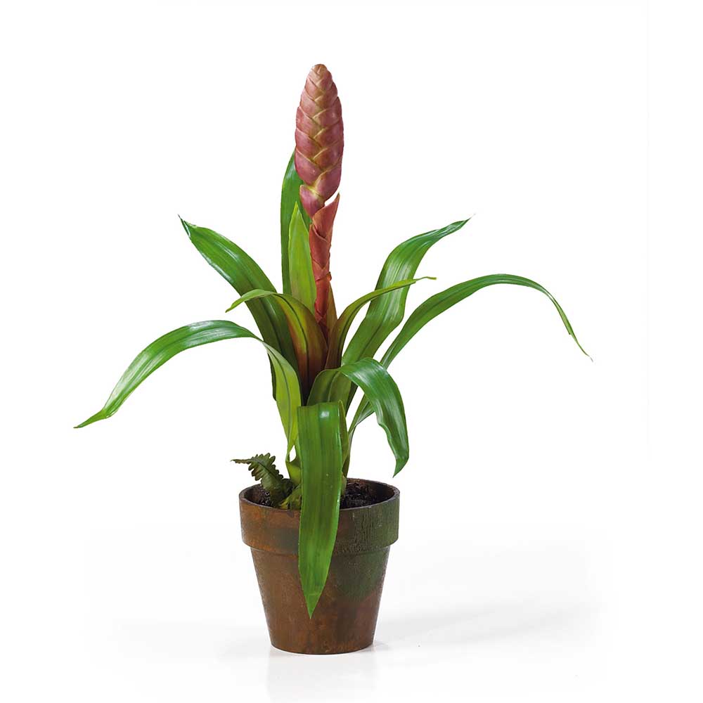 Potted Single Sword Bromeliad Arrangement