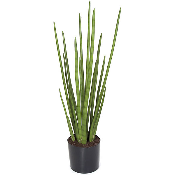 Sansevieria Plant