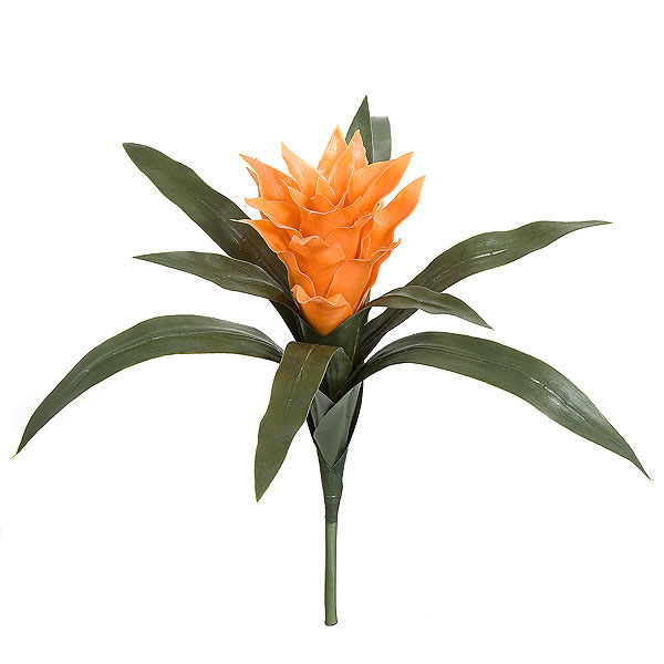 Orange Bromeliad