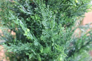 A Close-Up Look at Our Artificial Cedar Tree