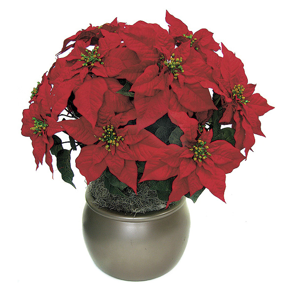 Set of 4 Poinsettia Bushes